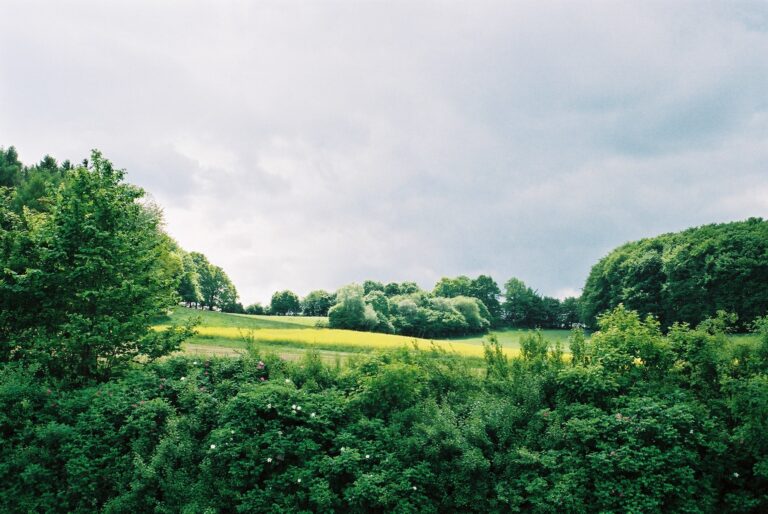 Teutoburger Wald bei Hörste