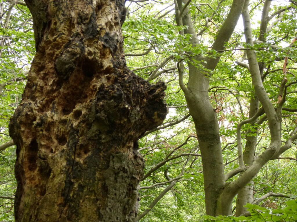 Wald bei Borgholzhausen