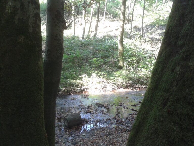 Menkhauser Bach bei Oerlinghausen
