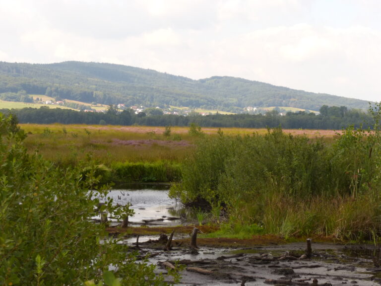 Torfmoor und Wiehengebirge bei Hille