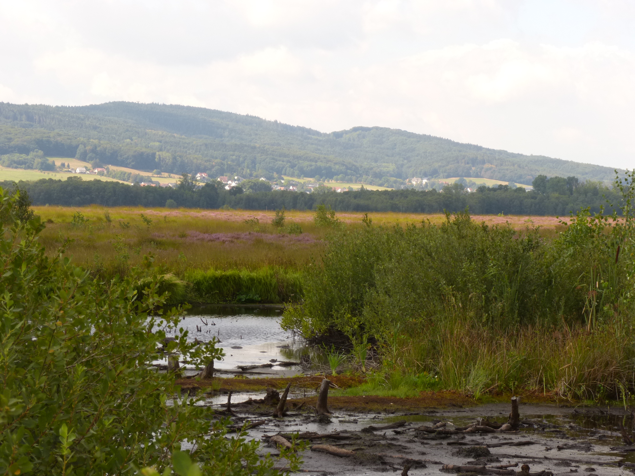 Torfmoor und Wiehengebirge bei Hille