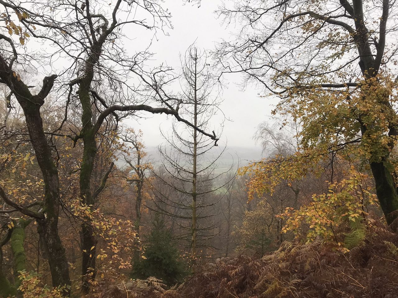 Eggegebirge bei Willebadessen